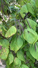 Clerodendrum trichotomum