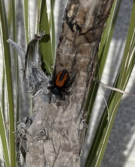 Phidippus carneus