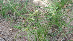 Cyperus seslerioides