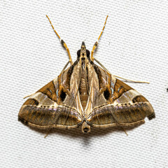 Agrioglypta itysalis
