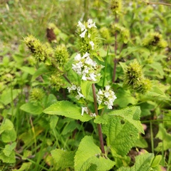 Lepechinia caulescens