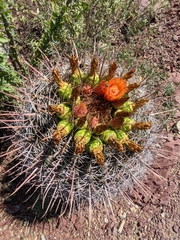 Ferocactus