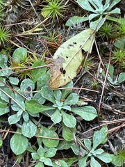 Antennaria plantaginifolia