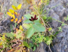 Hypericum virginicum