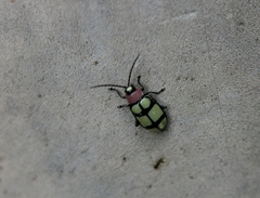 Omophoita octoguttata