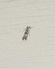 Microcrambus minor