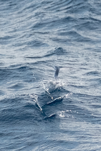 Exocoetidae