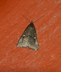 Tetanolita mynesalis