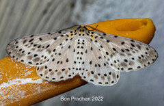 Percnia