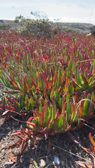 Carpobrotus edulis