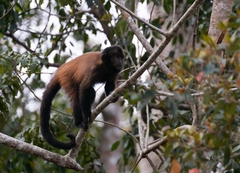Sapajus robustus