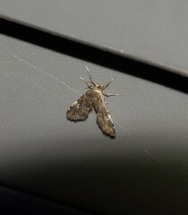 Elophila obliteralis