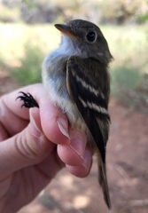 Empidonax minimus