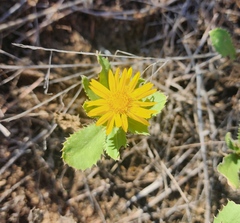 Grindelia ciliata