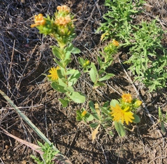 Grindelia ciliata