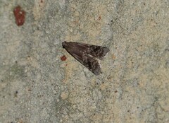 Euzophera semifuneralis