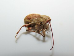 Curculio caryae