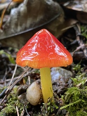 Hygrocybe cuspidata