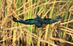 Porphyrio poliocephalus