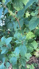 Parthenocissus inserta