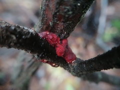 Tulasnella aurantiaca