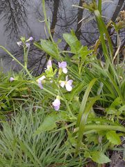 Raphanus raphanistrum raphanistrum