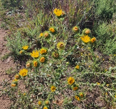 Grindelia ciliata