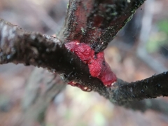 Tulasnella aurantiaca