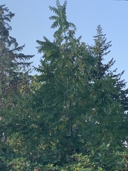 Ailanthus altissima