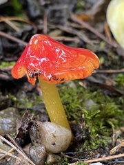 Hygrocybe cuspidata