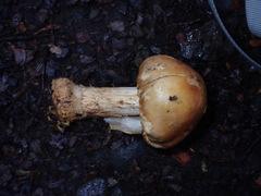 Cortinarius epiphaeus