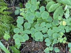 Thalictrum pubescens