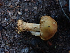 Cortinarius epiphaeus