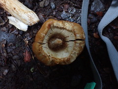 Cortinarius epiphaeus