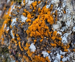 Trentepohlia aurea