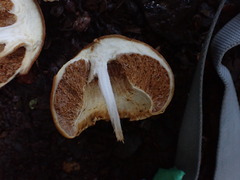 Cortinarius epiphaeus