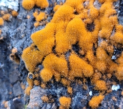 Trentepohlia aurea
