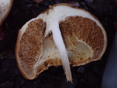 Cortinarius epiphaeus