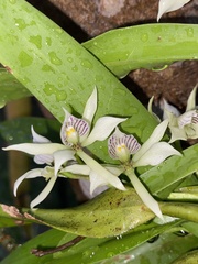 Prosthechea
