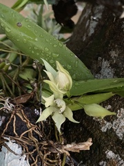 Prosthechea