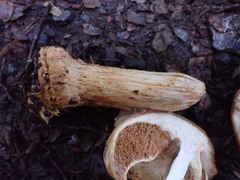 Cortinarius epiphaeus