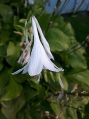 Hosta sieboldii