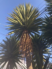 Yucca gigantea