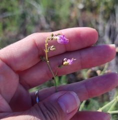Mirabilis albida