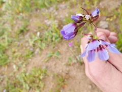 Leucocoryne purpurea