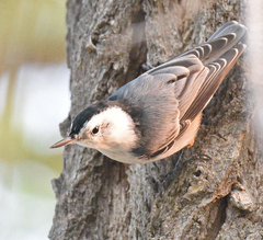 Sitta carolinensis nelsoni