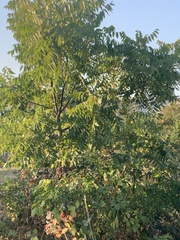 Ailanthus altissima
