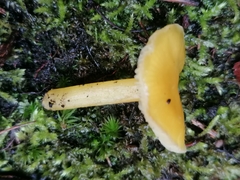 Hygrocybe ceracea