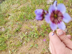 Leucocoryne purpurea