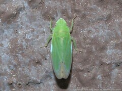 Memnonia flavida